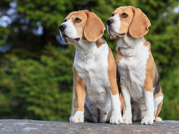 Beagle sind neugierig und gesellig; für ihre Gesundheit brauchen sie Beschäftigung und einen Hundekumpel – Shutterstock / Ann-Britt