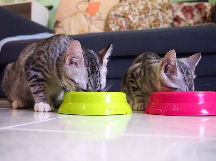 Katzen Im Mehrkatzenhaushalt Individuell Füttern Gründe