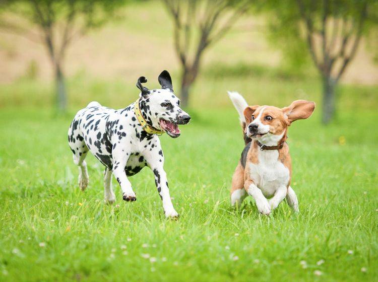 Wenn Hunde sich gegenseitig jagen, herumtoben und freudig fangen, sieht man ihnen den Spaß immer an! – Shutterstock / Rita Kochmarjova