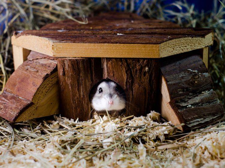 Ein schönes, ruhiges Schlafhaus für Ihre Hamster ist wichtig für das Wohlbefinden der Nager – Shutterstock / mswald