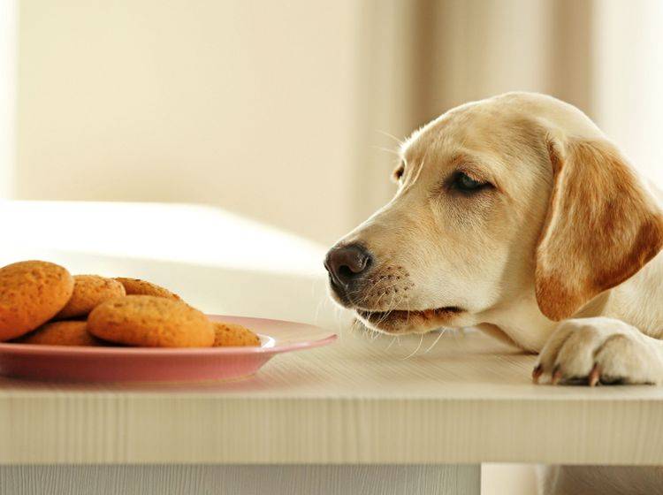 Das meiste Menschenessen, darunter auch zuckerhaltige Kekse wie hier zu sehen, ist nicht gesund für Hunde – Shutterstock / Africa Studio