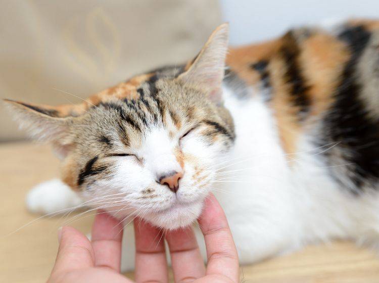 Nach dem Kennenlernen genießen es die meisten Katzen, ausgiebig gestreichelt zu werden – Shutterstock / TungCheung