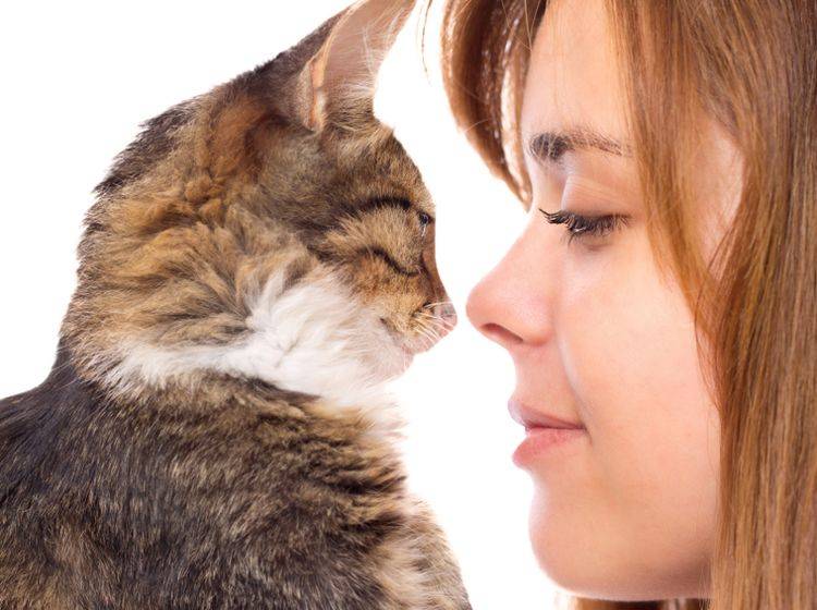Katzen kommunizieren über ihre Duftstoffe, die sie unter anderem über Drüsen im Gesicht verteilen – Shutterstock / fantom_rd