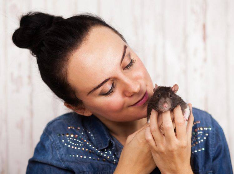 Wenn Ihre Ratten es mögen: Streicheleinheiten sind ebenfalls sehr wichtig für die Nager – Shutterstock / George Dolgikh