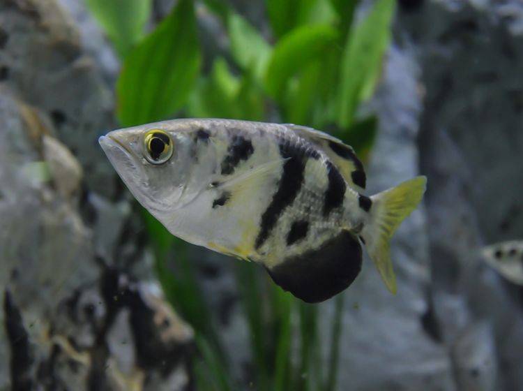 Krasser Typ! Schützenfische können nicht nur zielgenau "schießen", sondern auch zielgenau Gesichter unterscheiden – Shutterstock / blackbit17