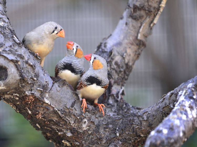 Zebrafinken nehmen sich besonders viel Zeit für einen sorgfältigen Gesangsunterricht ihrer Jungvögel – Shutterstock / Wang LiQiang