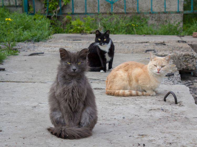 Wer ist hier der Boss? Die Hierarchie in Katzengruppen ist flexibel und ziemlich komplex – Shutterstock / DmyTo