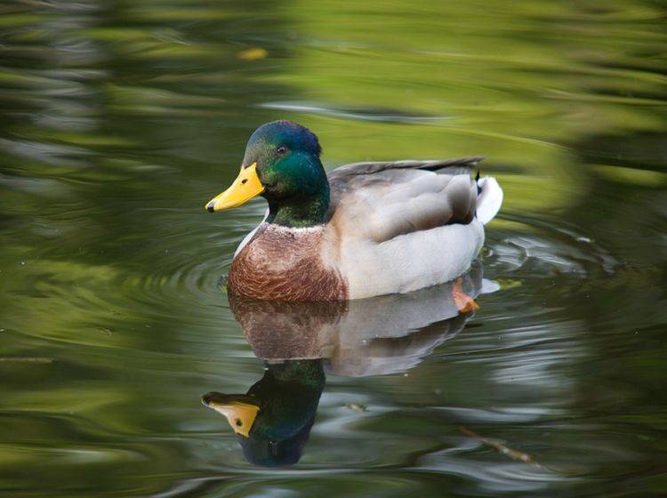 Auch wenn es verlockend ist: Füttern Sie Enten nicht unbedacht mit Brotresten – Shutterstock / Maslov Dmitry