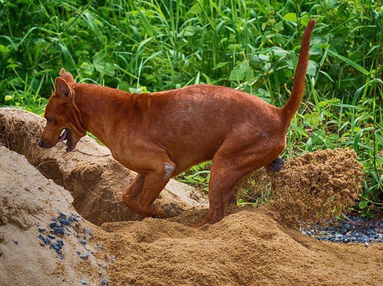 "Huuuiii, das macht Spaß", findet dieser Hund bei der Gartenarbeit – Shutterstock / pittaya