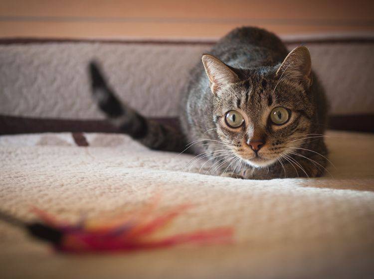 Katze kurz vorm Angriff: Beute fest im Blick, absprungbereit machen uuund ... Popowackeln – Shutterstock / Ramon Espelt Photography