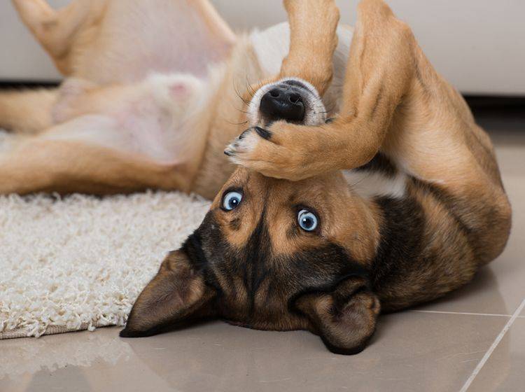 Dieser Hund findet: "Wenn man nichts Nettes über uns Vierbeiner zu sagen hat, soll man lieber schweigen" – Shutterstock / Dora Zett