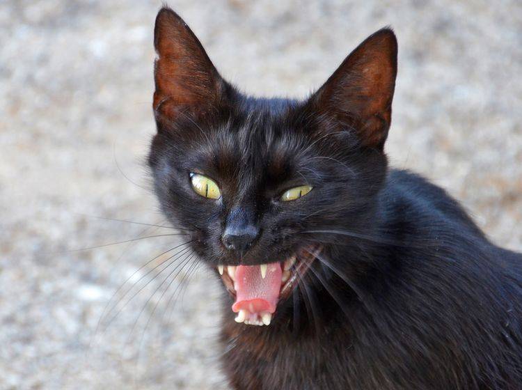 Ob Aberglaube oder nicht: Bei dieser wütenden Katze sollte man auf Abstand gehen – Shutterstock / nico99