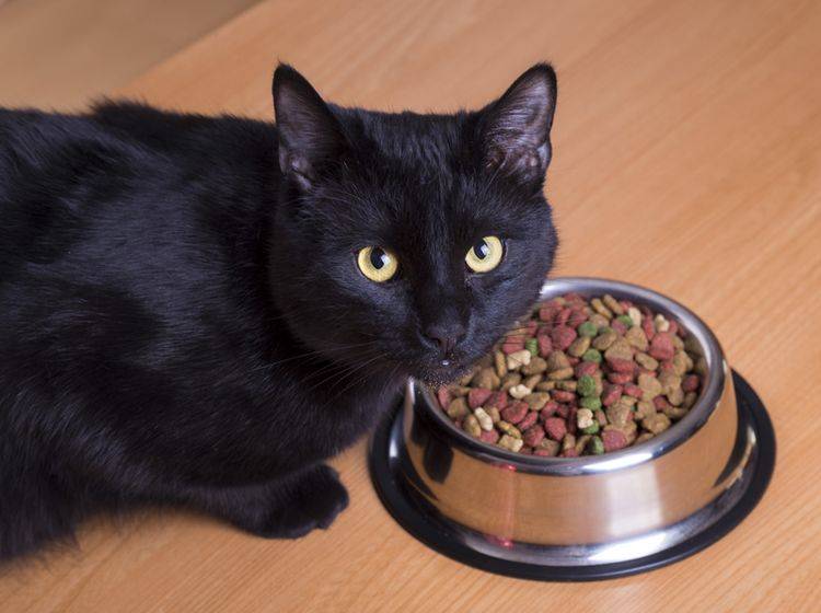 "Das soll ich fressen? Was ist denn da überhaupt alles drin?": Diese schwarze Katze mag ihr Futter wohl nicht – Shutterstock / aleg baranau