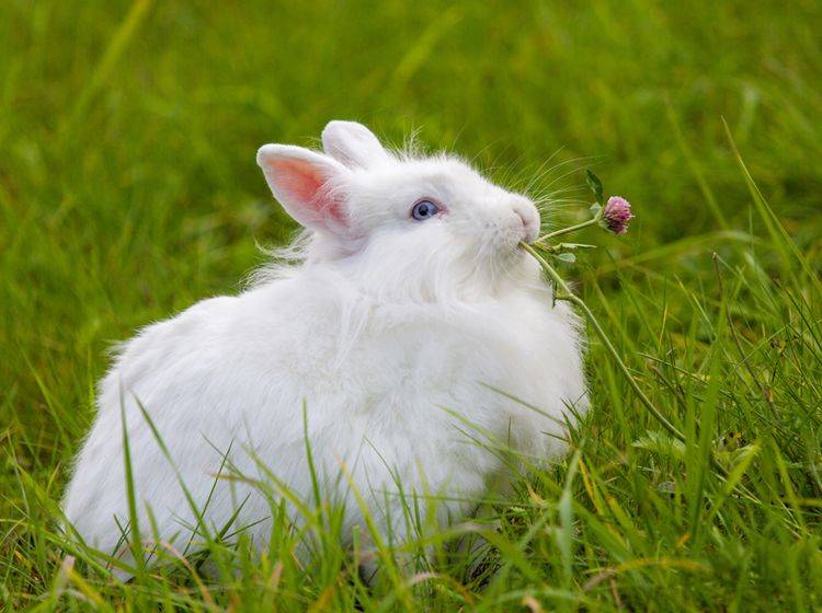 "Om-nom-nom, ist das lecker", findet dieses Kaninchen auf der grünen Wiese – Shutterstock / Sergey Kudryavtsev