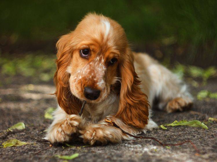 Und wenn er noch so niedlich guckt: Impulskontrolle sollten auch süße Hundewelpen bereits lernen – Shutterstock / Garnet Photo