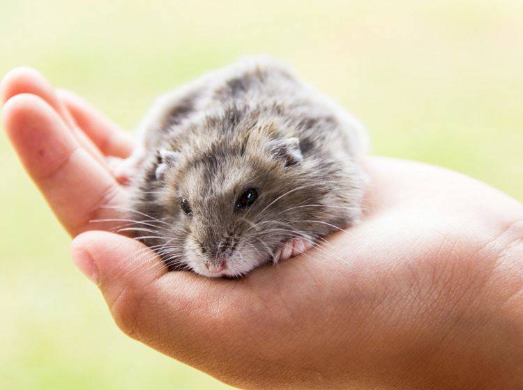 Hamster sind sehr liebenswerte Tiere, die artgerechte und liebevolle Haltung und Pflege verdienen – Shutterstock / GUNDAM_Ai