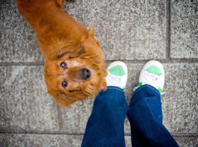 "Neeeeein, du wirst doch nicht etwa?" – Hunde unterwerfen sich in jungen Jahren tatsächlich über das Anpinkeln von anderen – Shutterstock / aya73aya