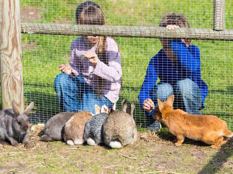 Besonders wohl fühlen sich Kaninchen unter vielen Artgenossen in einem großen Außengehege – Shutterstock / Mikkel Bigandt