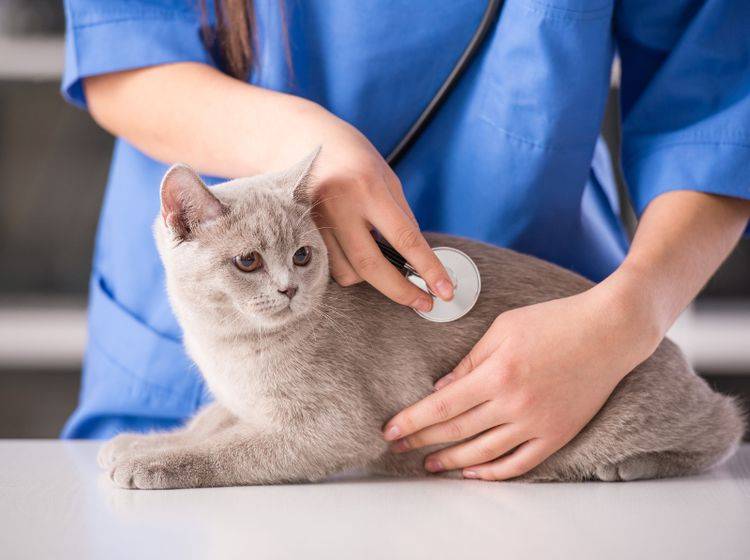 Besonders ältere Katzen sollten regelmäßig beim Tierarzt vorbeischauen – Shutterstock / VGstockstudio