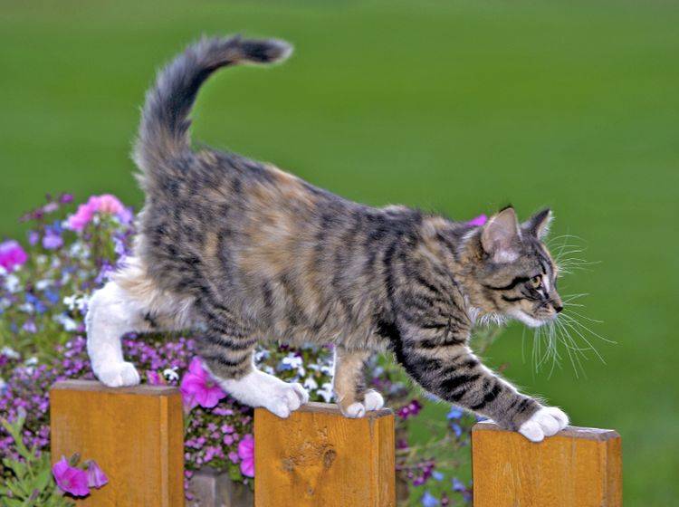 Ein schmaler Gartenzaun ist überhaupt kein Problem für Katzen – Shutterstock / rokopix