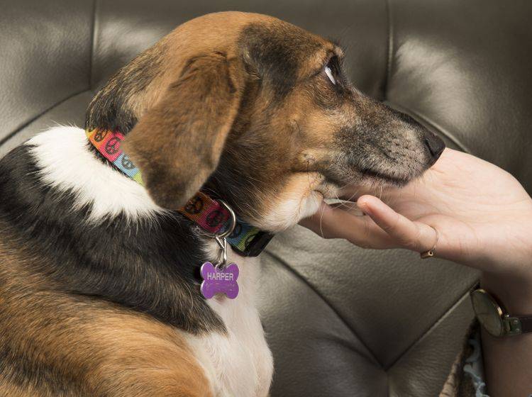 Eine klassische Übung beim Targettraining ist das Kinngeben, bei dem der Hund seinen Kopf auf die geöffnete Hand legt – Shutterstock / a katz