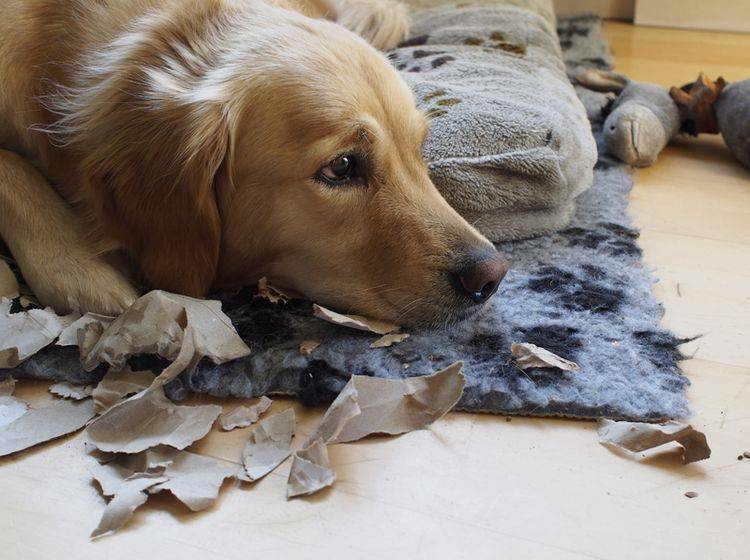 "Entschuldigung, ich habe mich so alleine gefühlt, weil du nicht da warst, da habe ich ein bisschen Papier zerfetzt": Hund mit Trennungsangst – Shutterstock / RB0