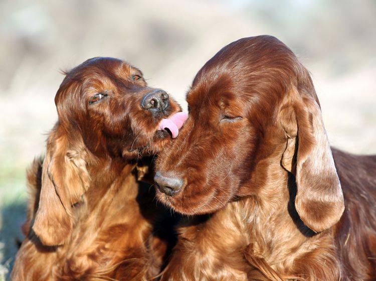 Knutschi! Liebe und Zuneigung wie diese zwei Irish Setter können Hunde auf jeden Fall empfinden – Shutterstock / Reddogs