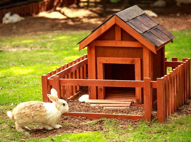 So ein liebevoll selbst gebautes Freigehege ist für Kaninchen etwas Wunderbares – Shutterstock / Ratthaphong Ekariyasap