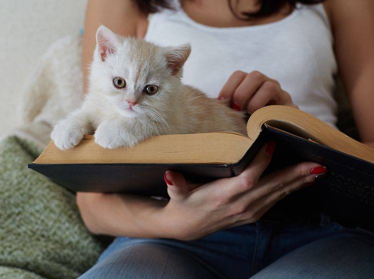 "Was liest du da? Kann ich mitlesen? Ach, ich bleib einfach hier liegen, das ist so schön gemütlich": Kleine Katze liebt Papier – Shutterstock / Demidov Sergey