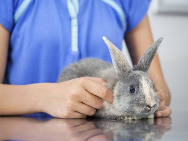 Hat ein Kaninchen Durchfall, gehen Sie am besten sofort zum Tierarzt – Shutterstock / Tyler Olson