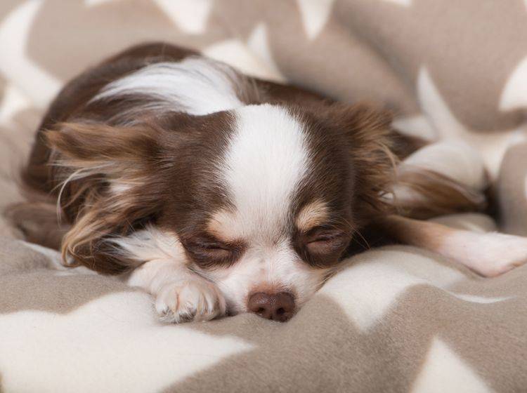 Dieser entspannte Langhaar-Chihuahua fühlt sich pudelwohl auf seiner Hundedecke – Shutterstock / Dora Zett