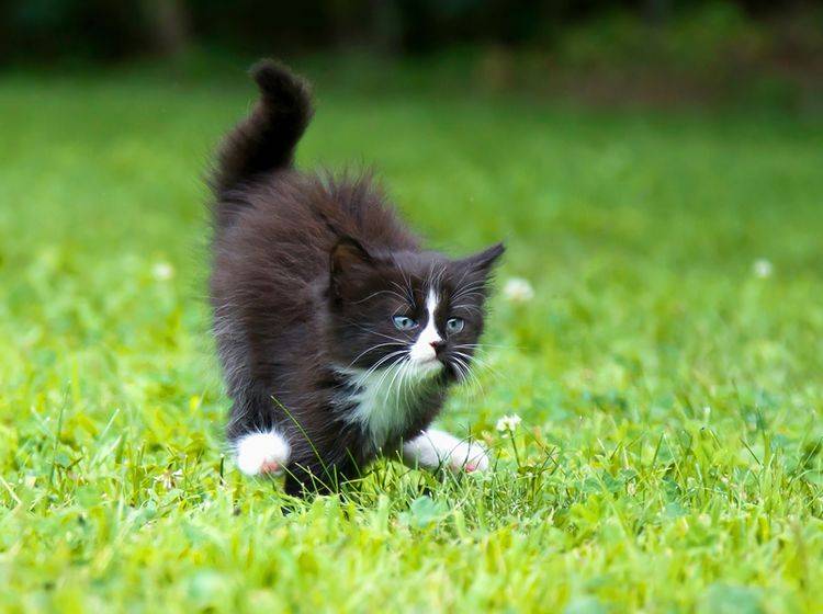 "Platz da, jetzt komme ich!": Kleine Katze rennt wie verrückt, nachdem sie ein Häufchen gemacht hat – Shutterstock / flysnowfly