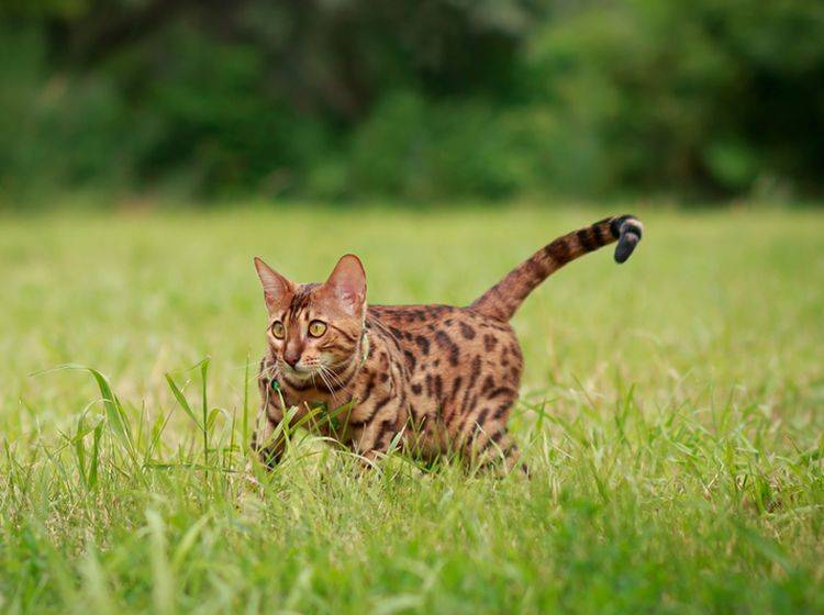 Auch wildes Umherlaufen kann Symptom von Zwangsstörungen bei Katzen sein – Bild: Shutterstock/Marythepooh