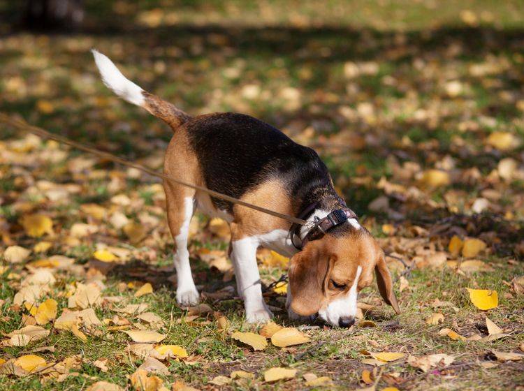 Hund Frisst Alles Vom Boden Was Tun Gegen Mullschlucken