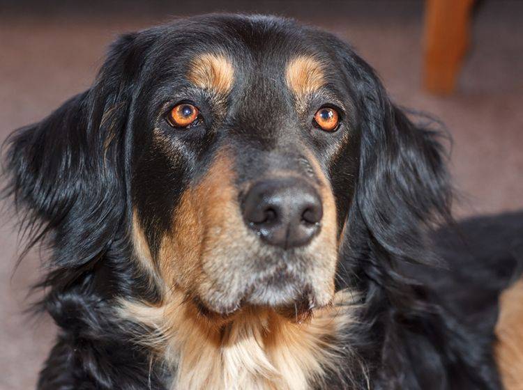 Dieser süße Hovawart hat einen besonders treuen Hundeblick drauf – Shutterstock / Barbora Peskova
