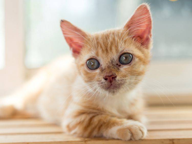 Junge Katzen sind anfällig für Giardien – Gewichtsverlust und Durchfall sind Anzeichen für die Parasitenerkrankung – Shutterstock / Naratiwat