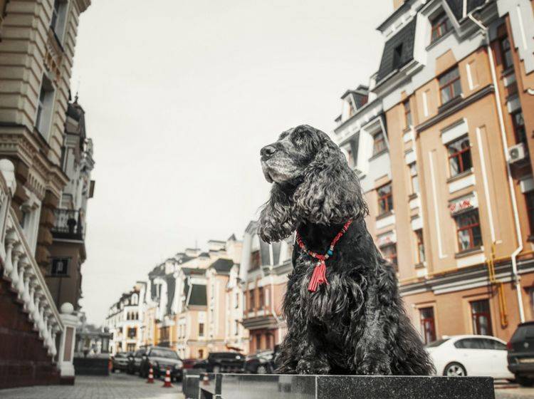 Stadt und Hund – nicht immer einfach, aber mit ein bisschen Übung gut machbar – Shutterstock / OlgaOvcharenko