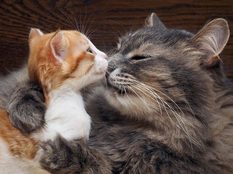 So liebevoll wie diese Katze geht ein Katzenvater in der Regel nicht mit seinem Nachwuchs um – Shutterstock/ Irina Kozorog