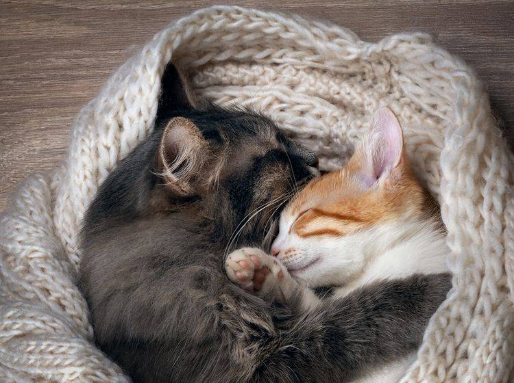 Wer kann bei diesem herzerweichenden Anblick noch behaupten, Katzen hätten keine Gefühle? – Shutterstock / Irina Kozorog