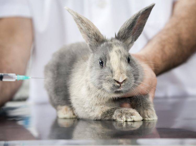 Bei der Kaninchen-Impfung muss dieser kleine "Klopfer" nun ganz tapfer sein – Shutterstock / Tyler Olson
