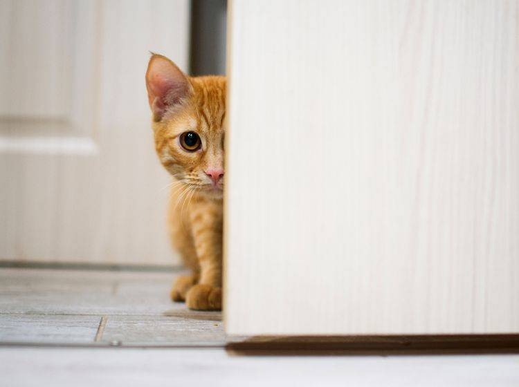 "Ui, ist das spannend! Was sich wohl hinter der Tür befindet?": Neugierige Katze will ausbrechen – Shutterstock / Noskov Vladimir