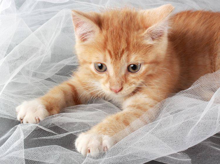 Auch so kleine Katzenbabys wie dieses niedliche Schnuffelschnütchen lassen sich bereits erziehen – Shutterstock / Lana Langlois