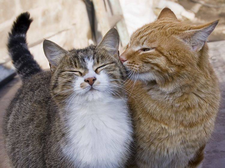 Diese Katzen verstehen sich offenbar prächtig, doch wie sind sie so gute Freunde geworden? – Shutterstock / andreyfotograf