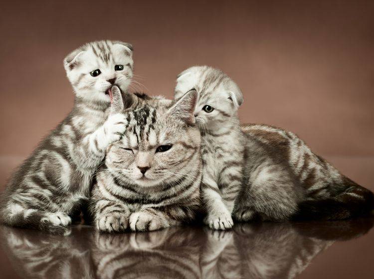 Die liebe Katzenmami lässt sich von ihrem süßen Nachwuchs fast alles gefallen – Shutterstock / tankist276