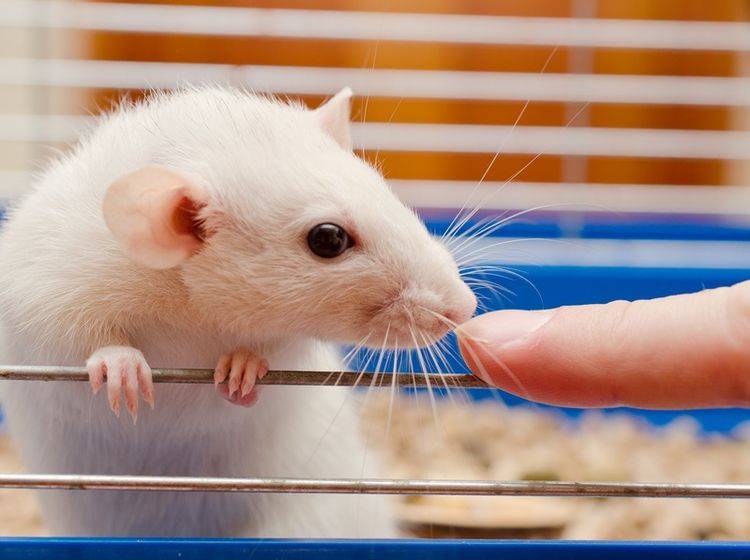 Tumore treten oft bei Ratten auf und sollten schnellstmöglich behandelt werden – Shutterstock / Kirill Kurashov