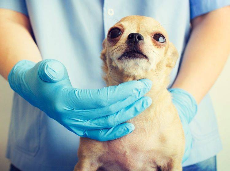 Der Tierarzt tastet vorsichtig den Kehlkopf des Hundes ab.
