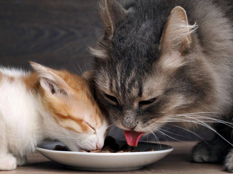 Wenn ein Kitten zu einer Katze zieht, sind die Charaktere der beiden entscheidend – Shutterstock / Irina Kozorog