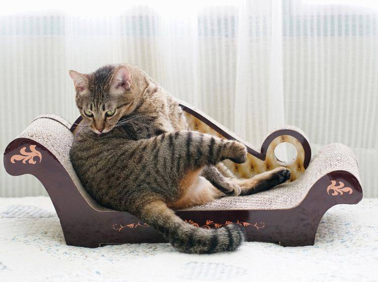 Einfach mal abschalten und sich beruhigen, denkt sich diese Katze und schleckt sich im Rahmen einer harmlosen Übersprungshandlung – Shutterstock / Rapeepan Chamnong