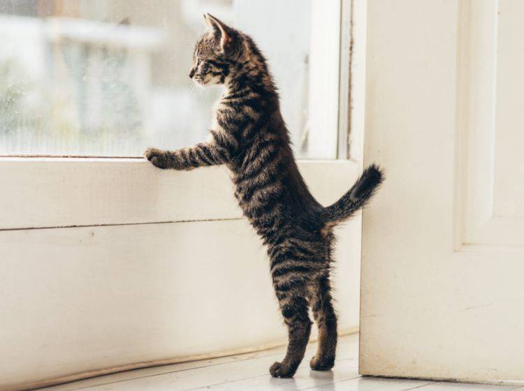Katze Springt Gegen Tür