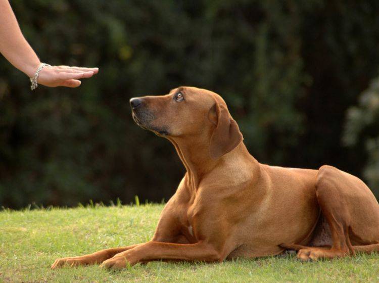 Hunde brauchen eindeutige Kommandos, damit sie gehorchen – Shutterstock / Anke van Wyk